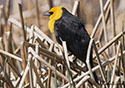 Xanthocephalus xanthocephalus
